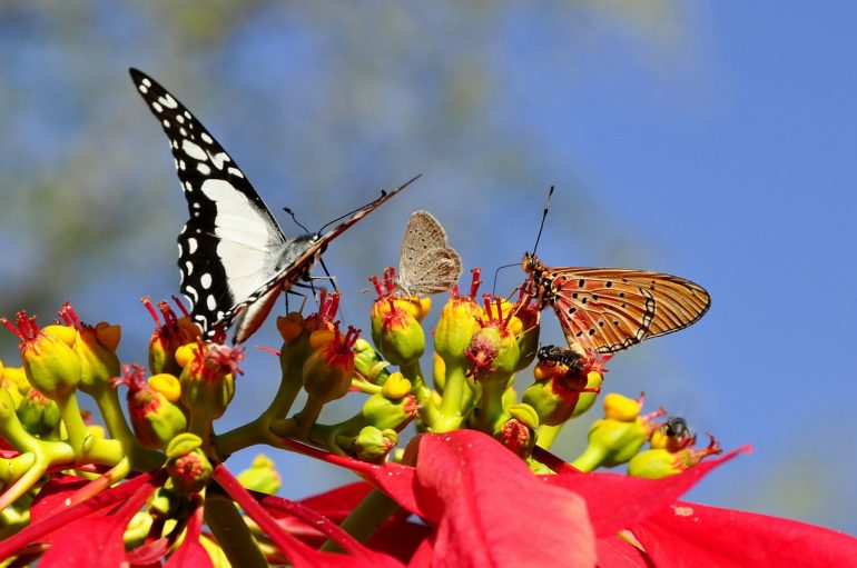 beautiful-butterflies