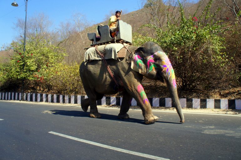 Elephant riding India