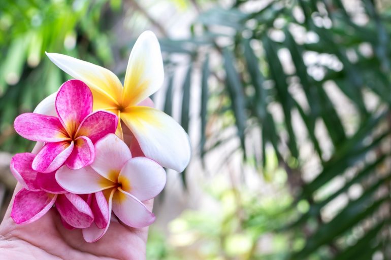 Bali flowers