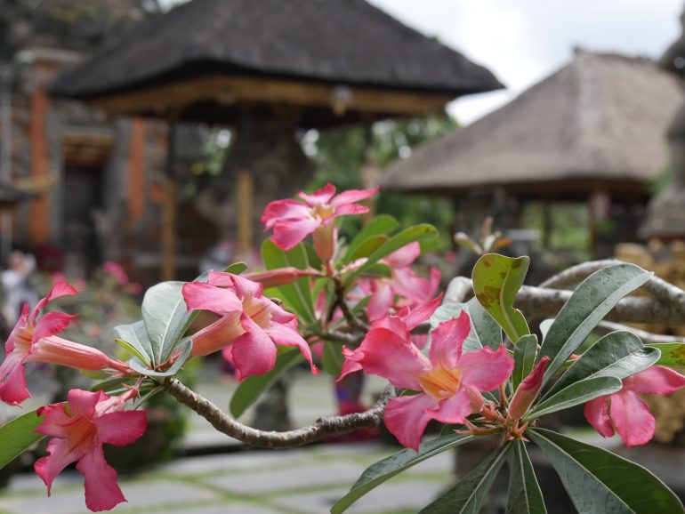 Bali flowers