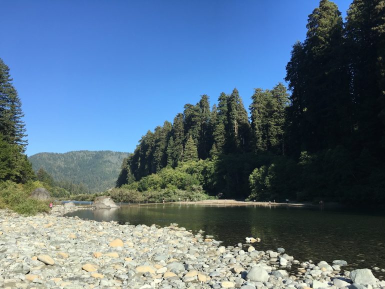 Redwood